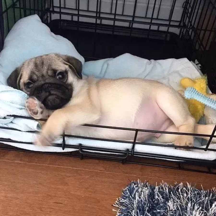 Pug girl looking for a new home