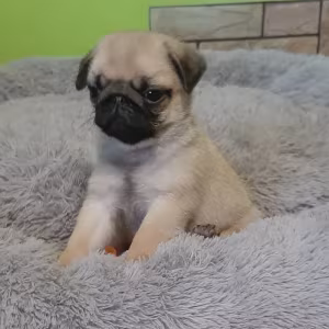 Pug girl looking for a new home