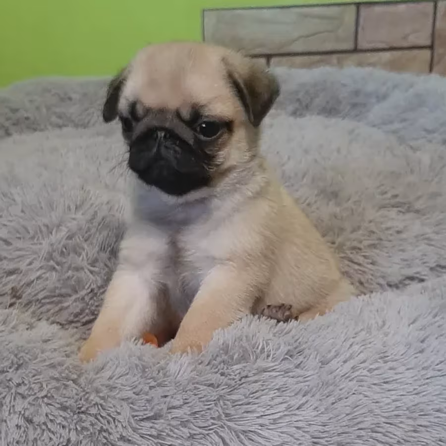 Pug girl looking for a new home