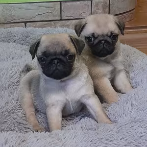 Pug girl looking for a new home