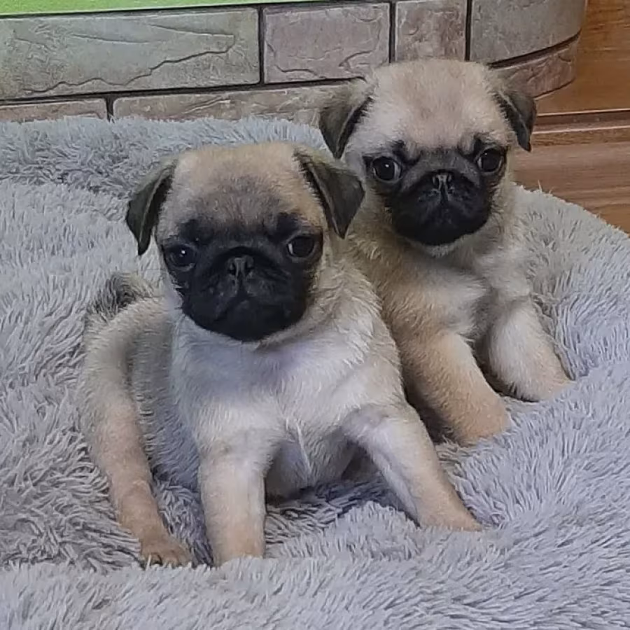 Pug girl looking for a new home