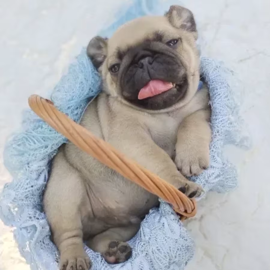 Pug puppies, 5 weeks old, Georgia