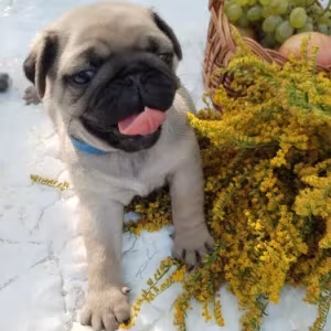 Pug puppies, 5 weeks old, Georgia