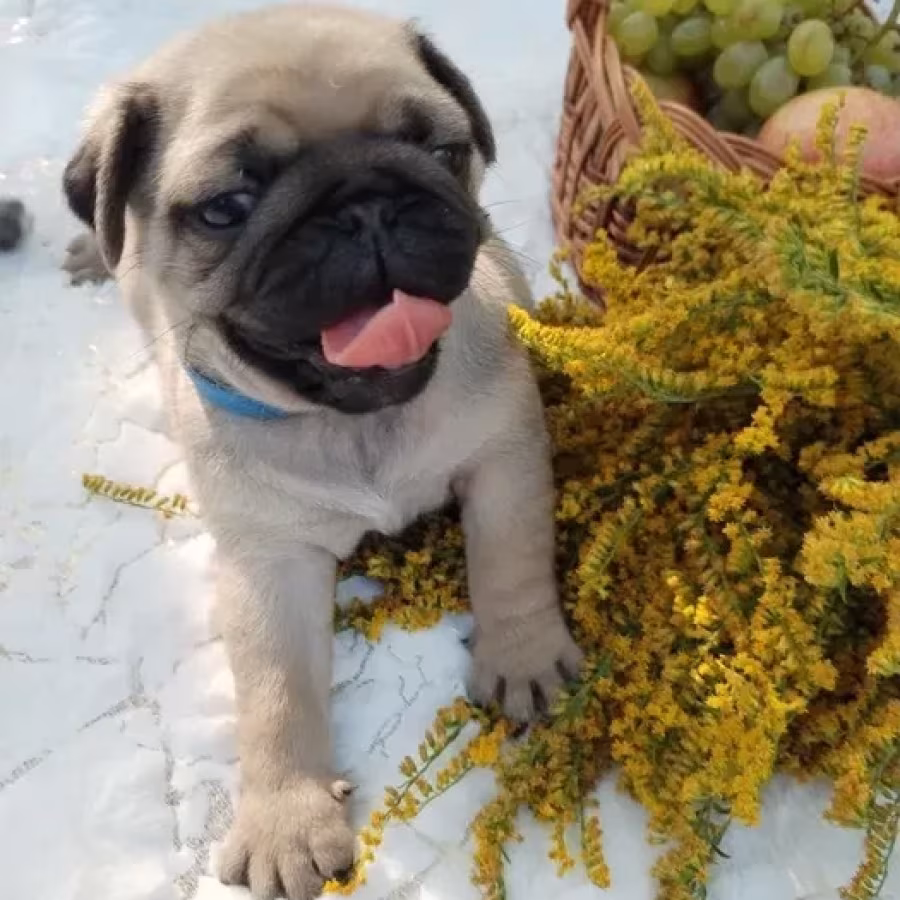 Pug puppies, 5 weeks old, Georgia
