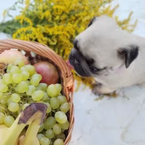 Pug puppies, 5 weeks old, Georgia