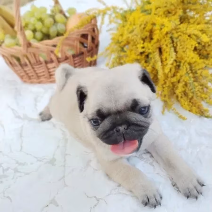 Pug puppies, 5 weeks old, Georgia