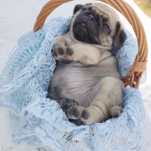 Pug puppies, 5 weeks old, Georgia
