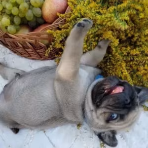 Pug puppies, 5 weeks old, Georgia