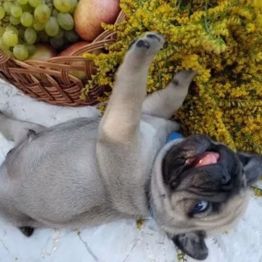 Pug puppies, 5 weeks old, Georgia