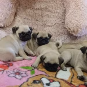 Pug puppies for sale, 9 weeks old.
