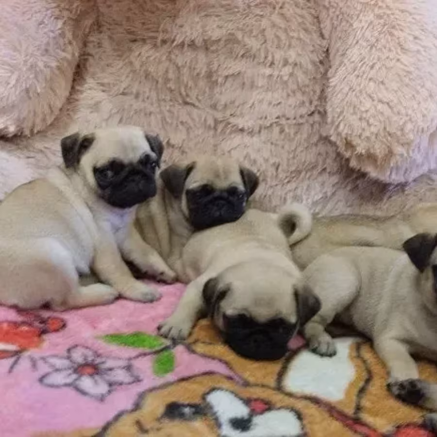 Pug puppies for sale, 9 weeks old.