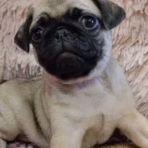 Pug puppies for sale, 9 weeks old.