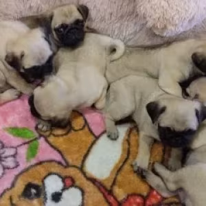 Pug puppies for sale, 9 weeks old.