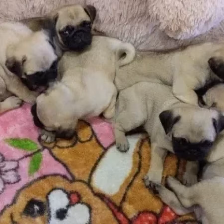 Pug puppies for sale, 9 weeks old.