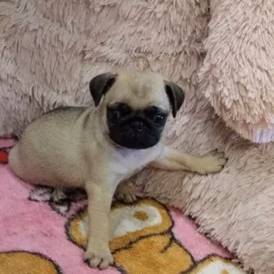 Pug puppies for sale, 9 weeks old.