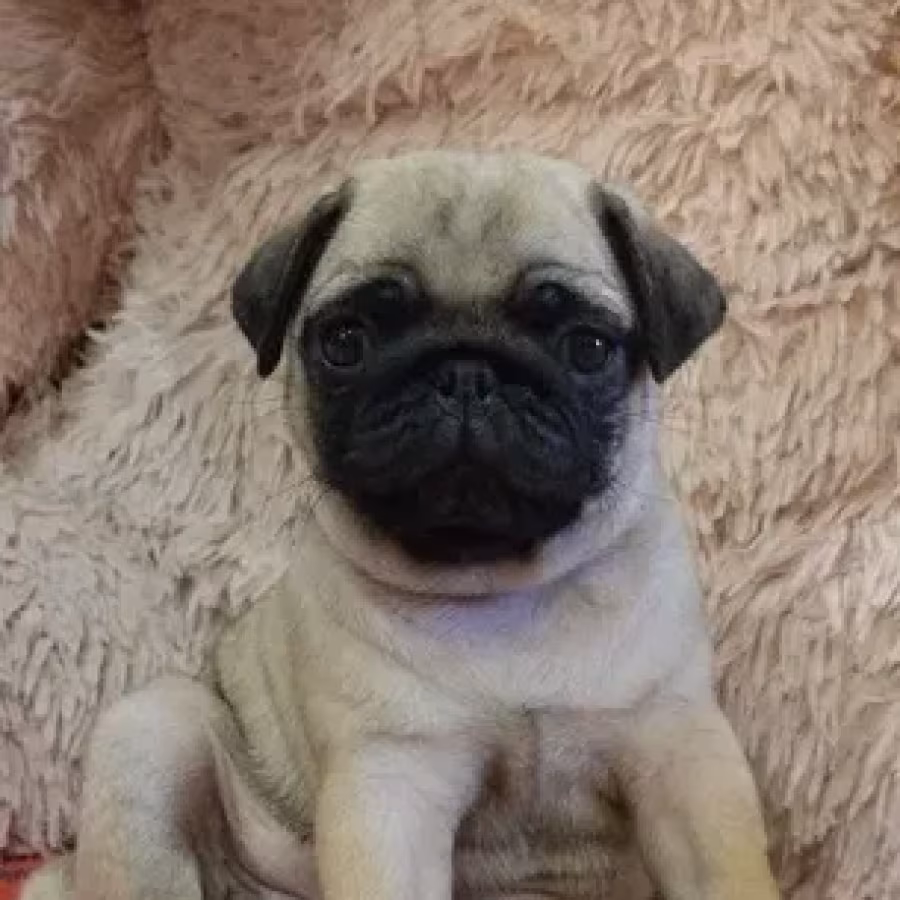 Pug puppies for sale, 9 weeks old.