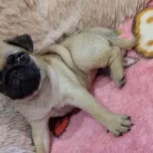 Pug puppies for sale, 9 weeks old.