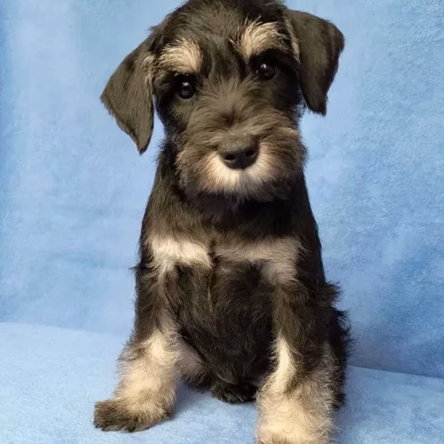 The Schnauzer brothers are looking for a family in New York