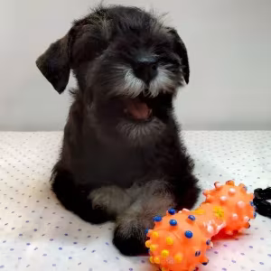 The Schnauzer brothers are looking for a family in New York