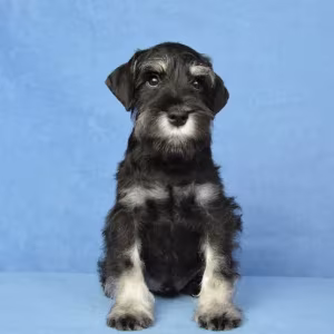 The Schnauzer brothers are looking for a family in New York