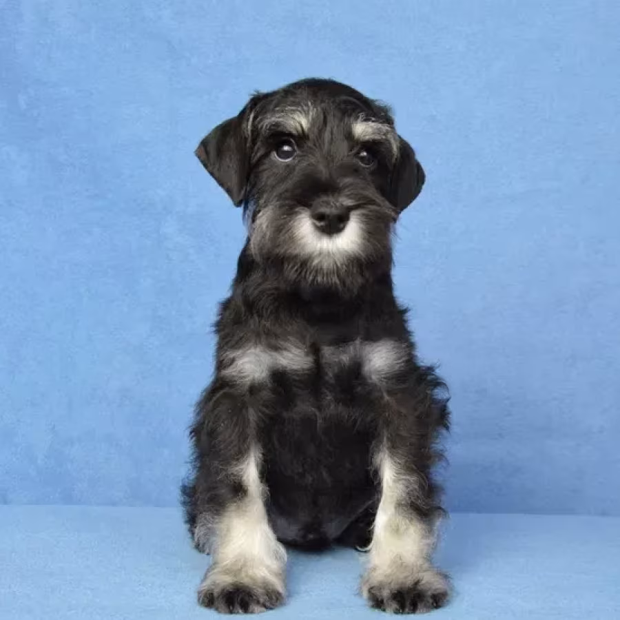 The Schnauzer brothers are looking for a family in New York