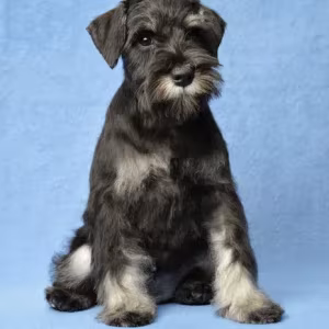 The Schnauzer brothers are looking for a family in New York