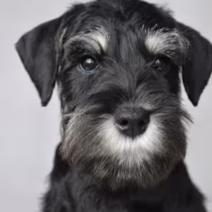 The Schnauzer brothers are looking for a family in New York