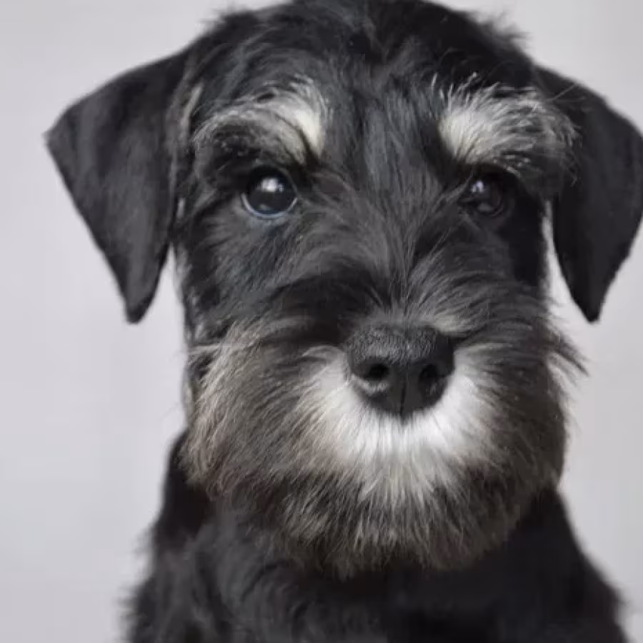 The Schnauzer brothers are looking for a family in New York