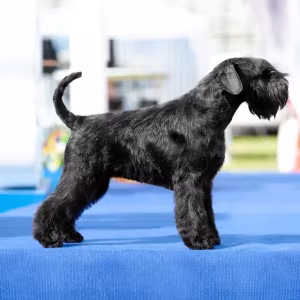Schnauzer girl, 12 weeks old, Indiana