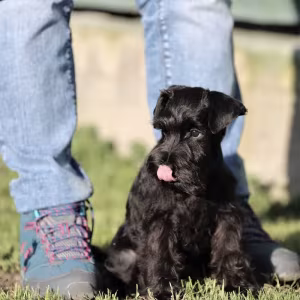 Schnauzer girl, 12 weeks old, Indiana