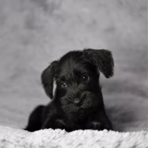 Schnauzer girl, 12 weeks old, Indiana