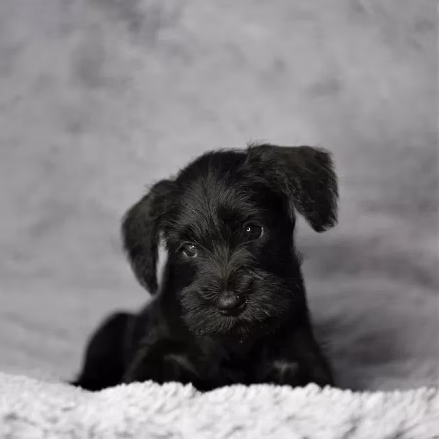 Schnauzer girl, 12 weeks old, Indiana