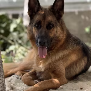German Shepherd girls with documents