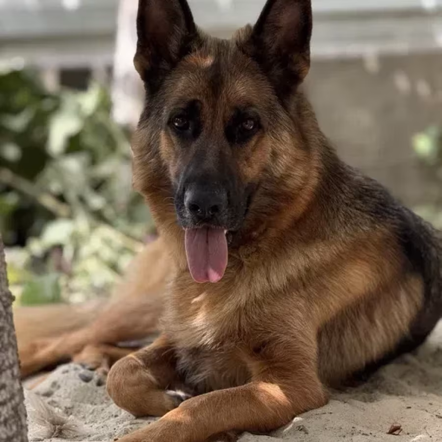 German Shepherd girls with documents