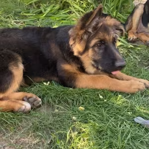 German Shepherd girls with documents