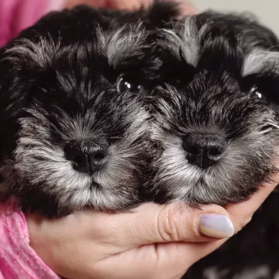 Miniature schnauzer puppies looking for a home