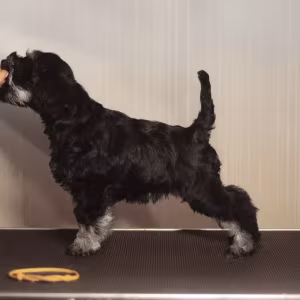 Miniature schnauzer puppies looking for a home