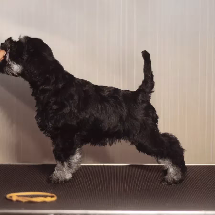 Miniature schnauzer puppies looking for a home