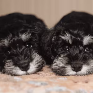 Miniature schnauzer puppies looking for a home