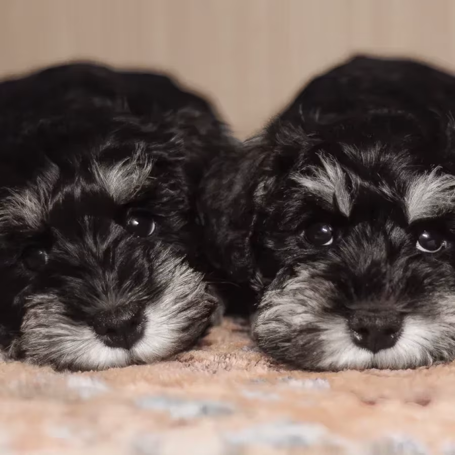 Miniature schnauzer puppies looking for a home