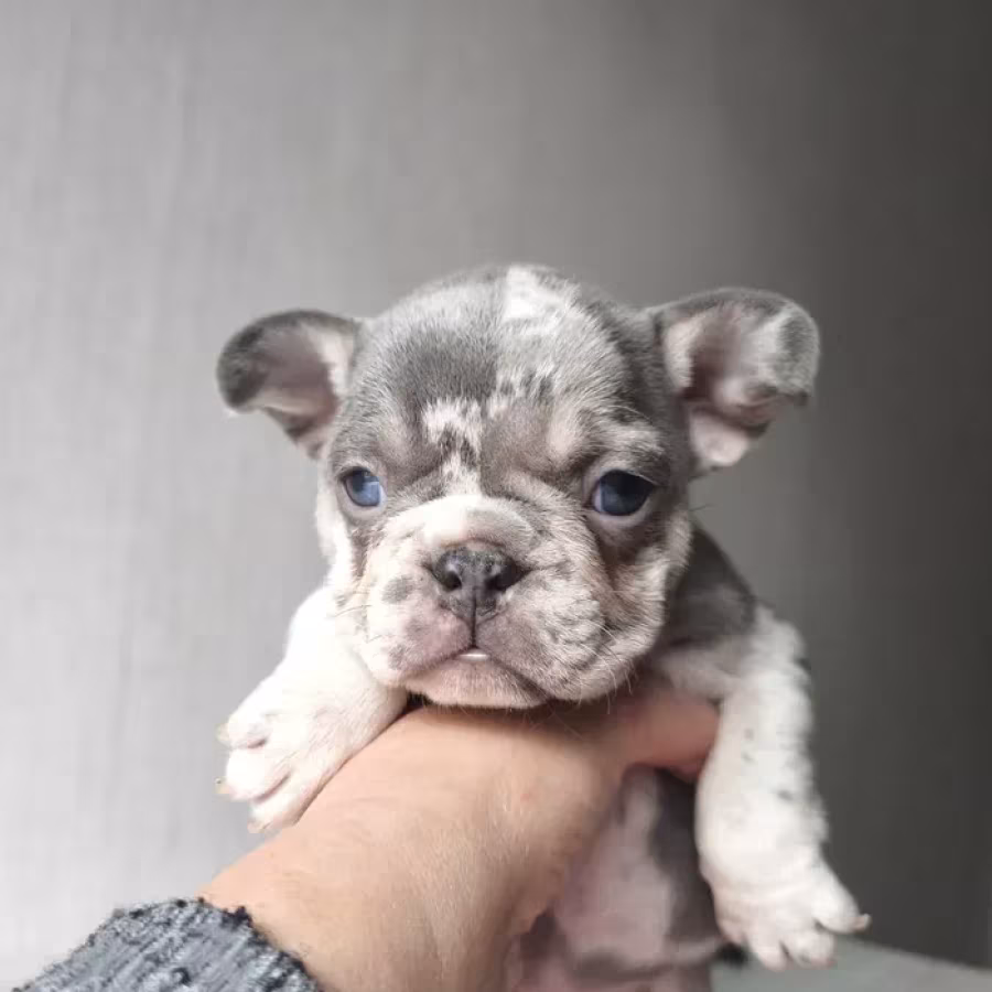 Bulldog girl from Miami looking for a home