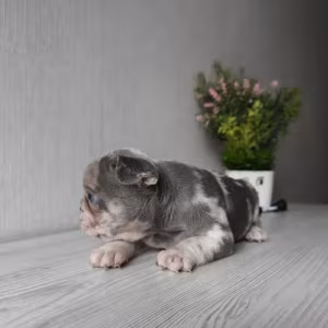 Bulldog girl from Miami looking for a home