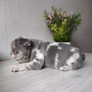 Bulldog girl from Miami looking for a home