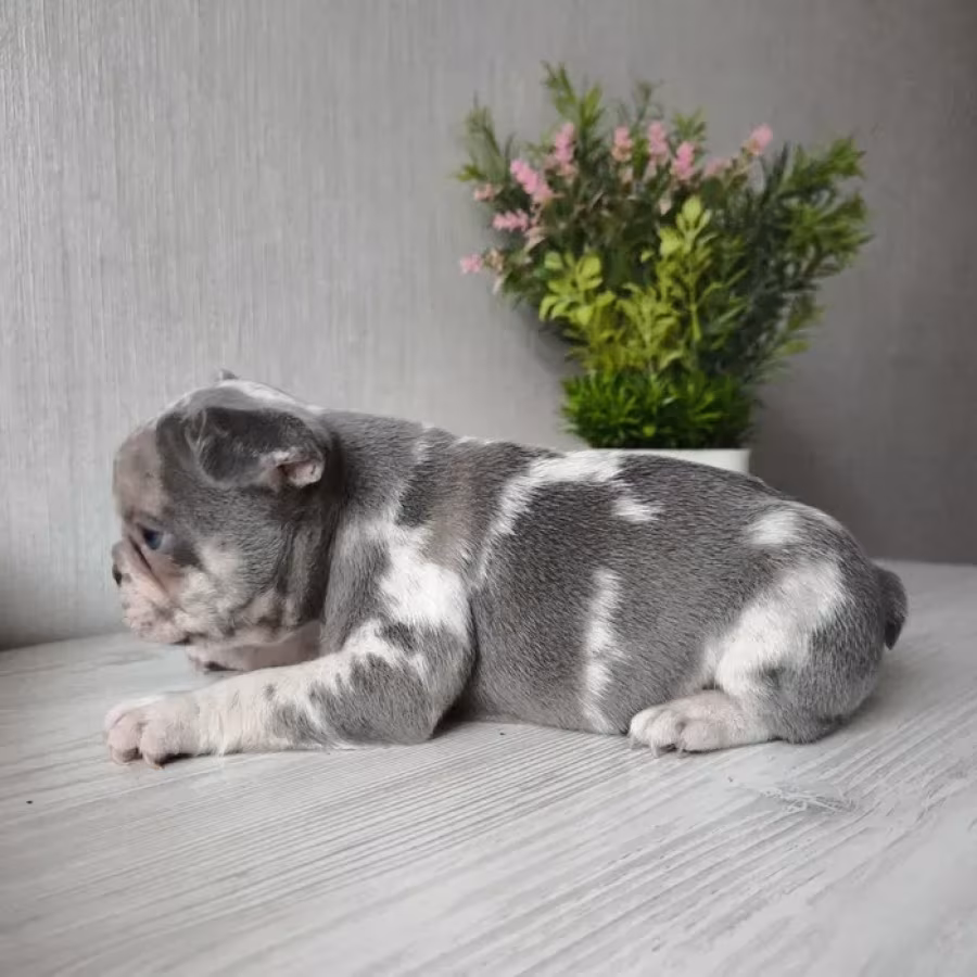 Bulldog girl from Miami looking for a home