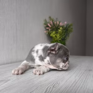 Bulldog girl from Miami looking for a home