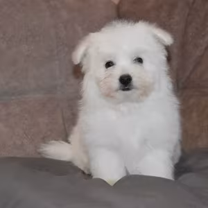 Bichon Frise puppies are waiting for loving owners in New York City