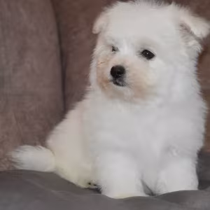 Bichon Frise puppies are waiting for loving owners in New York City