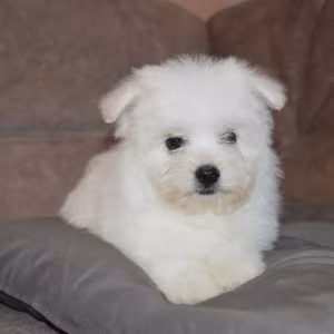 Bichon Frise puppies are waiting for loving owners in New York City