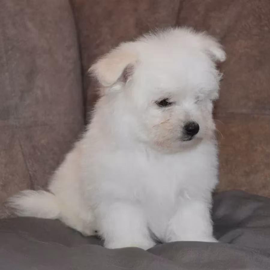 Bichon Frise puppies are waiting for loving owners in New York City
