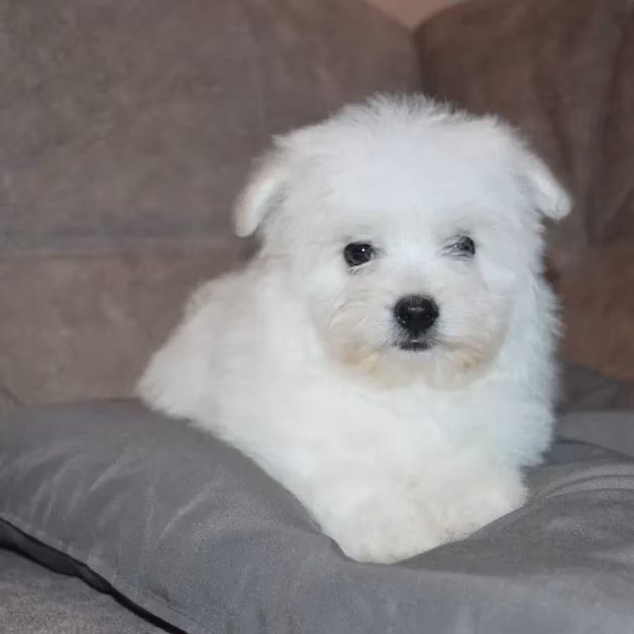 Bichon Frise puppies are waiting for loving owners in New York City
